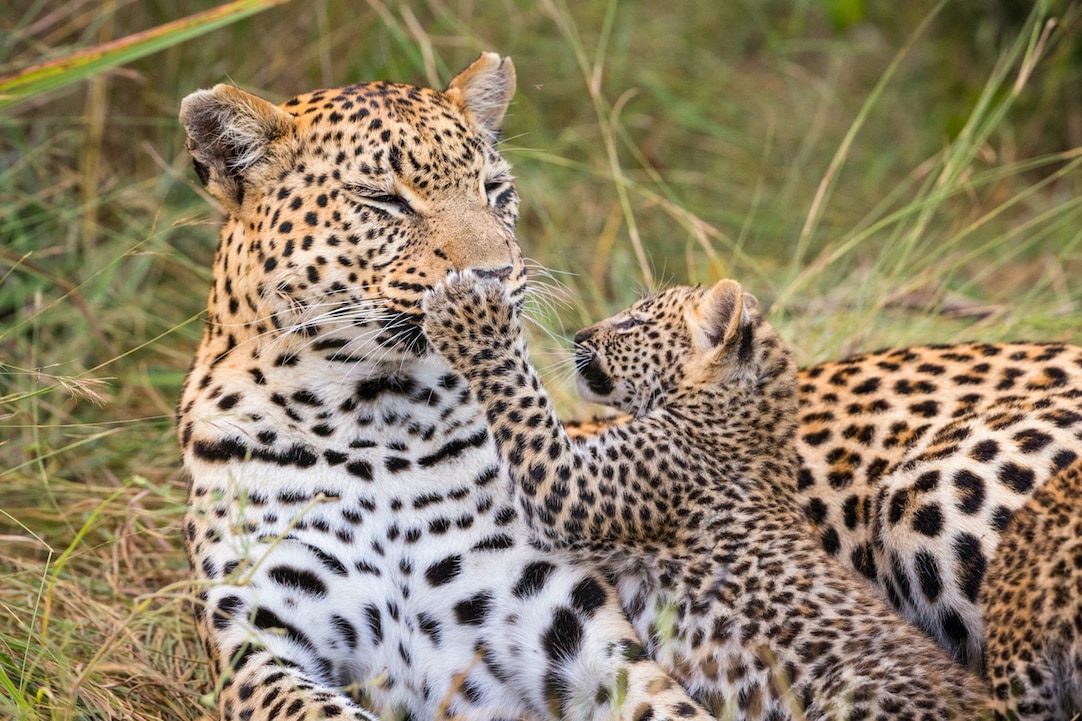 Leopards in a tight spot!