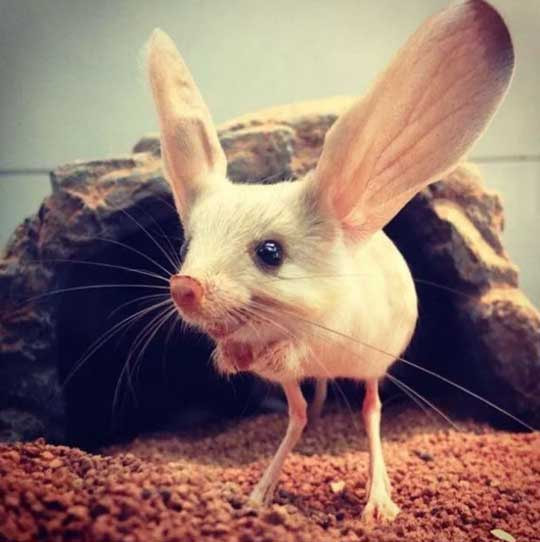 Jerboa: The hopping rodent of deserts