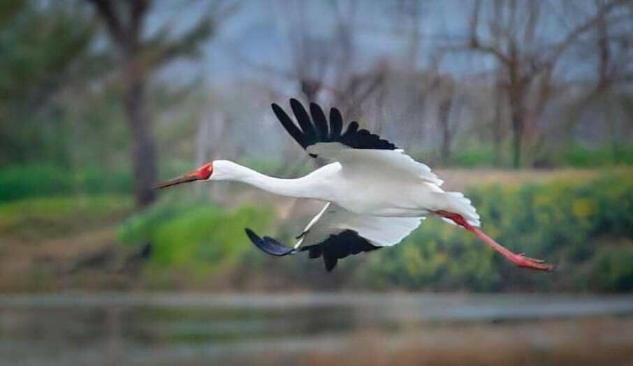 Migratory birds that brighten up India every year