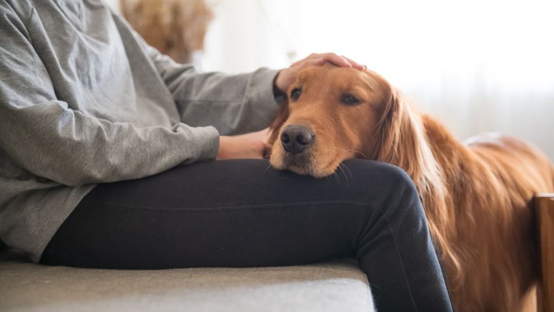 Your pooch & the power of Kawaii