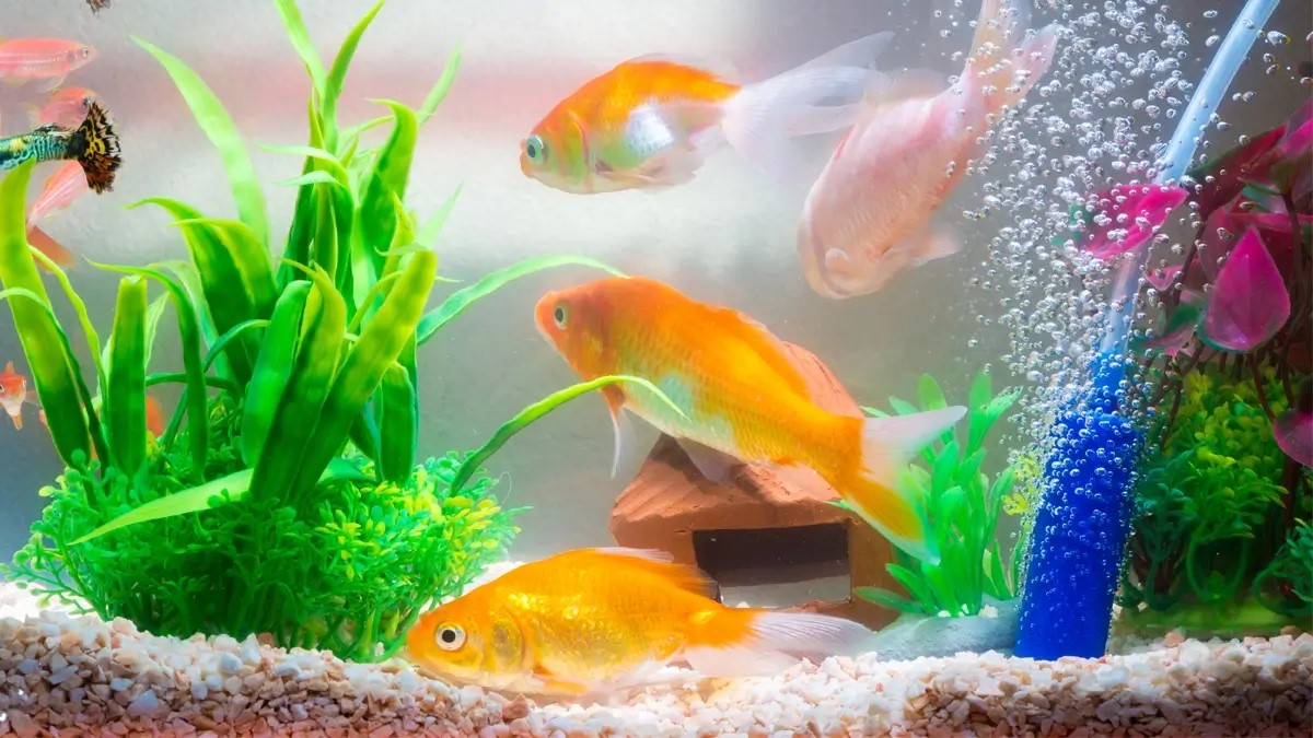 Never keep goldfish in a bowl