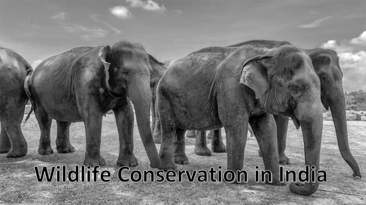 Making sense of wildlife conservation in India