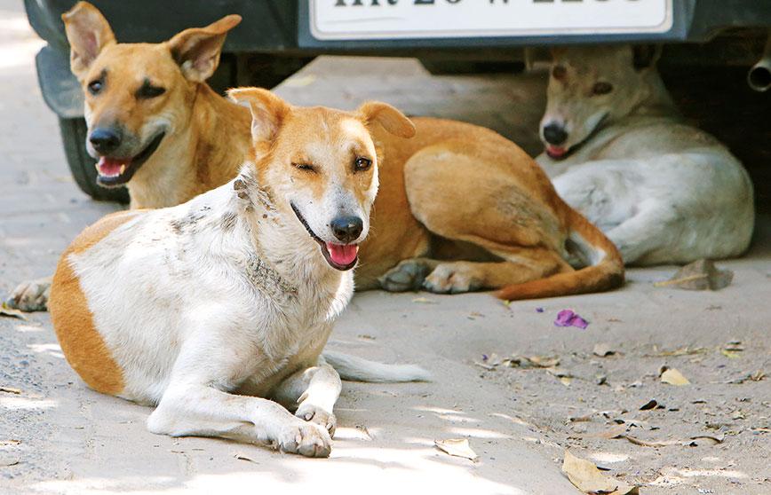 Call for legal reforms & cultural shifts in safeguarding street dogs
