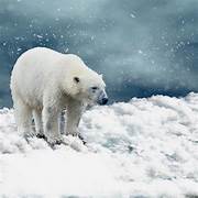Global warming presents its most dramatic face in the Arctic