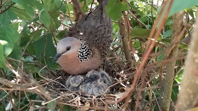Help feathered friends build a love nest 