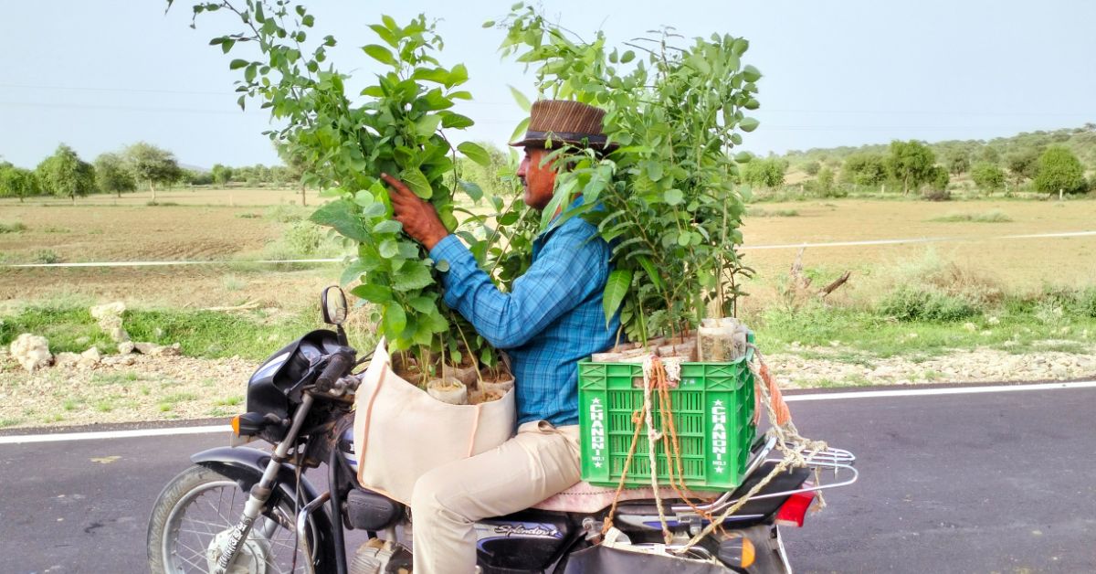 Shifting the sands, greening the desert