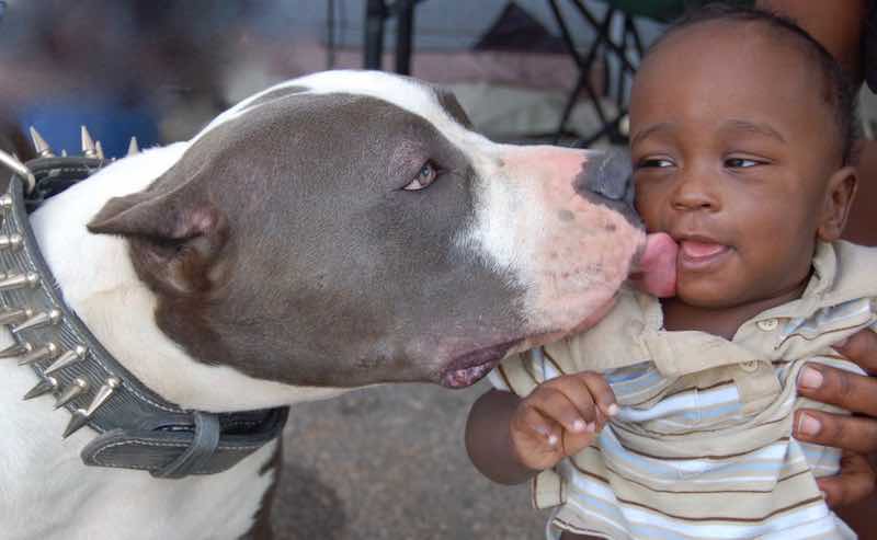 Pitbulls are a robust breed with attitude! 