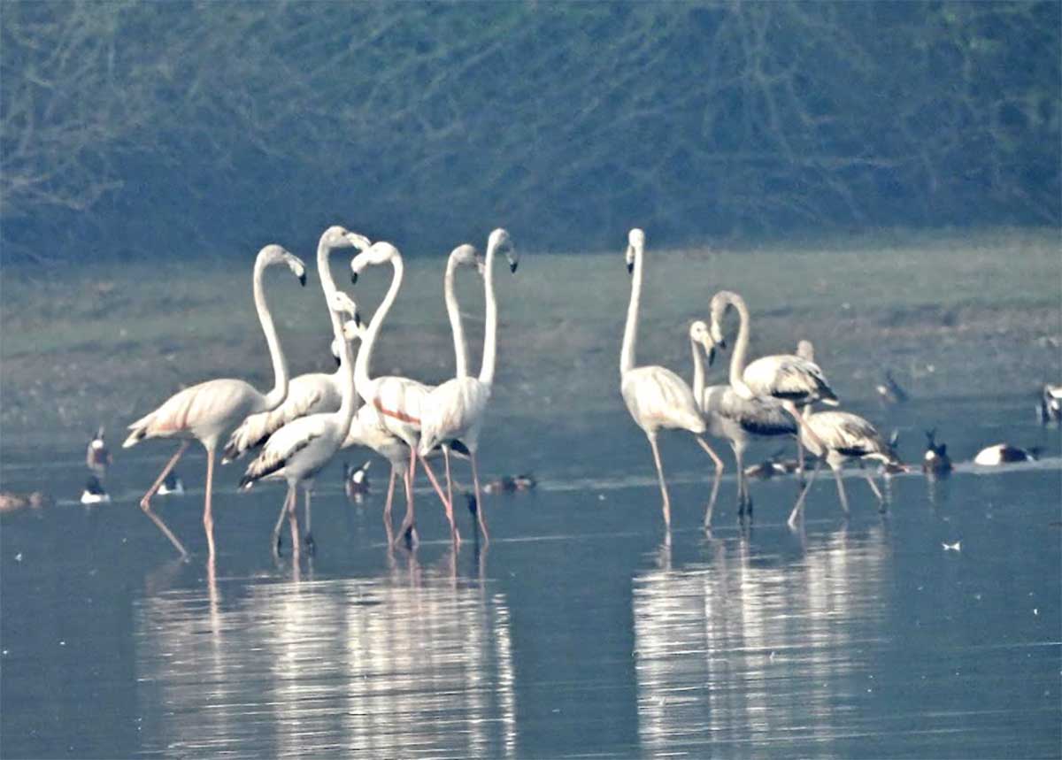 Wetlands see more focused conservation action