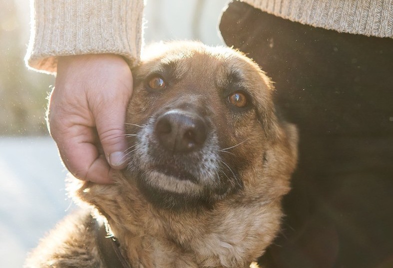 Are you being inadvertently cruel to your pooch?