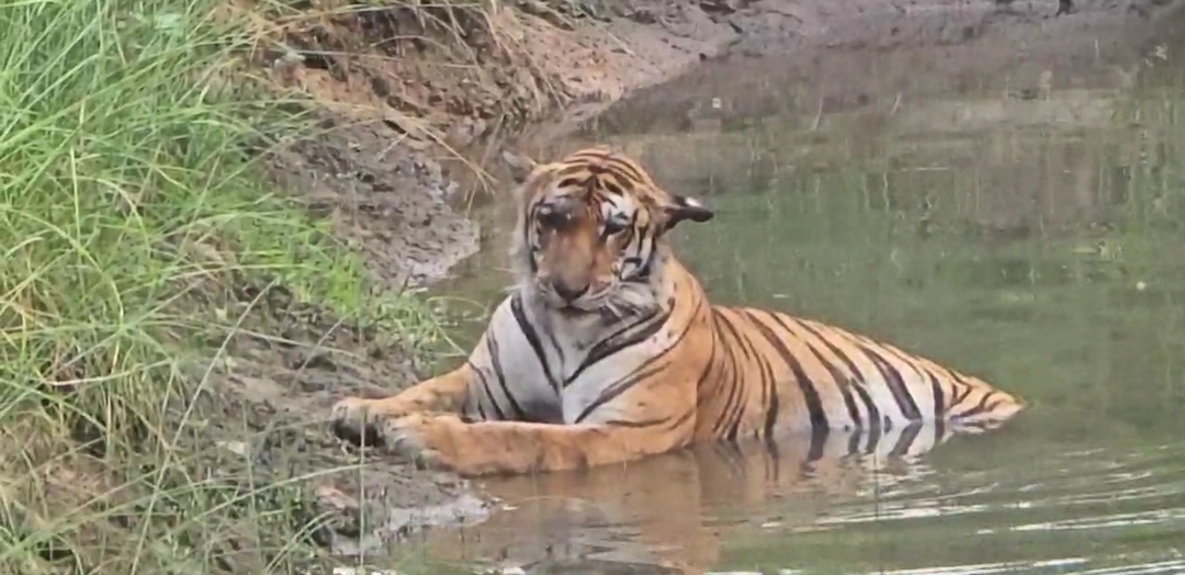 Is all well within animal havens?