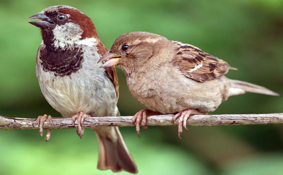 Time to bring back sparrows in our lives & homes