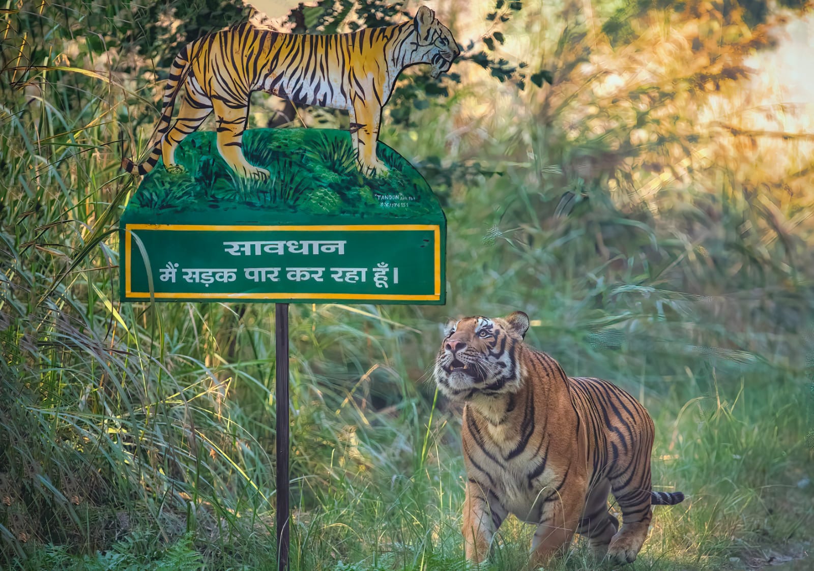 Wildlife-friendly roads need of the hour 