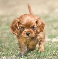Society hates aggressive dogs