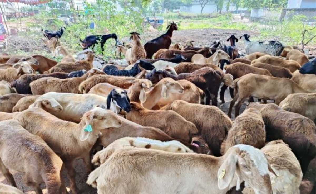 पशुपालन और पर्यावरणीय संकट: एक वैज्ञानिक, नैतिक और पारिस्थितिक समीक्षा