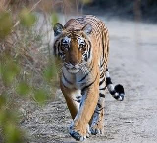 Corbett National Park: A journey back to the wilderness