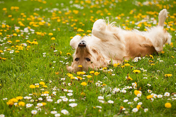 Underlying health issues cause behaviour changes in pets 