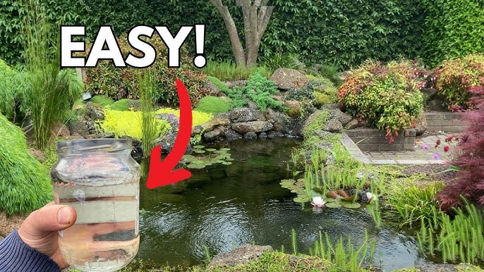Plants can help improve water quality 