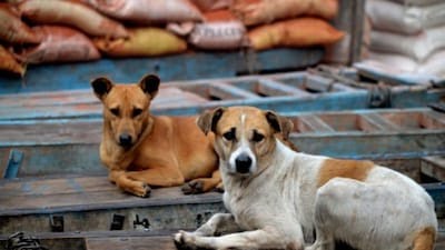 Spare the ‘Indies’: Animal lovers aghast at SC ruling 