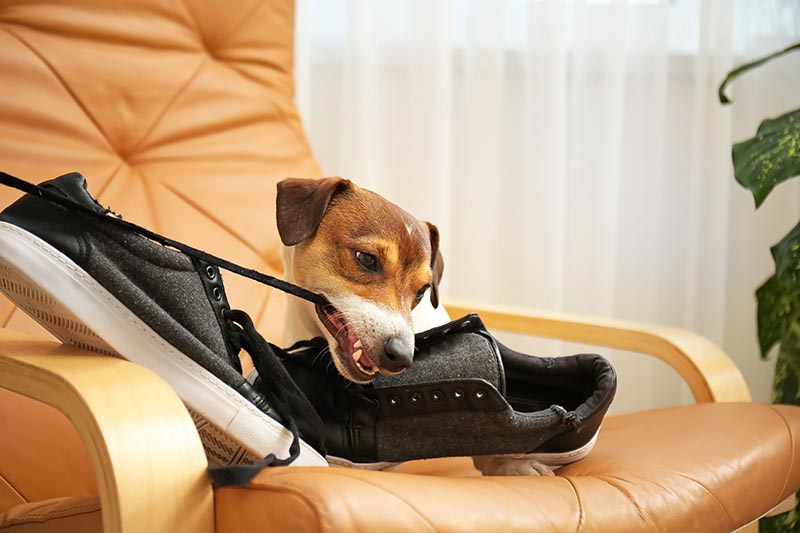 Oh, my Vantier shoes!