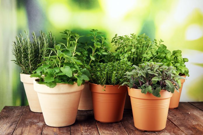 Grow your very own herb garden