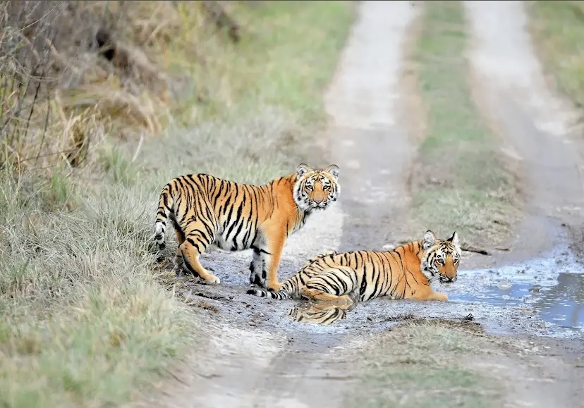 Dudhwa: A wilderness etched upon memory 