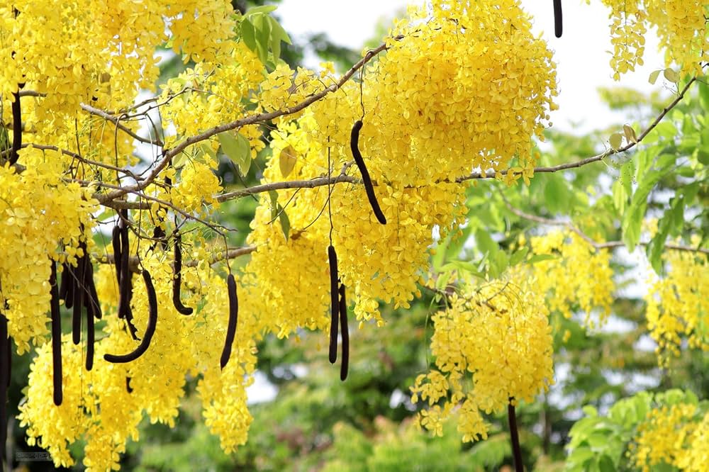 8 trees to plant for biodiversity