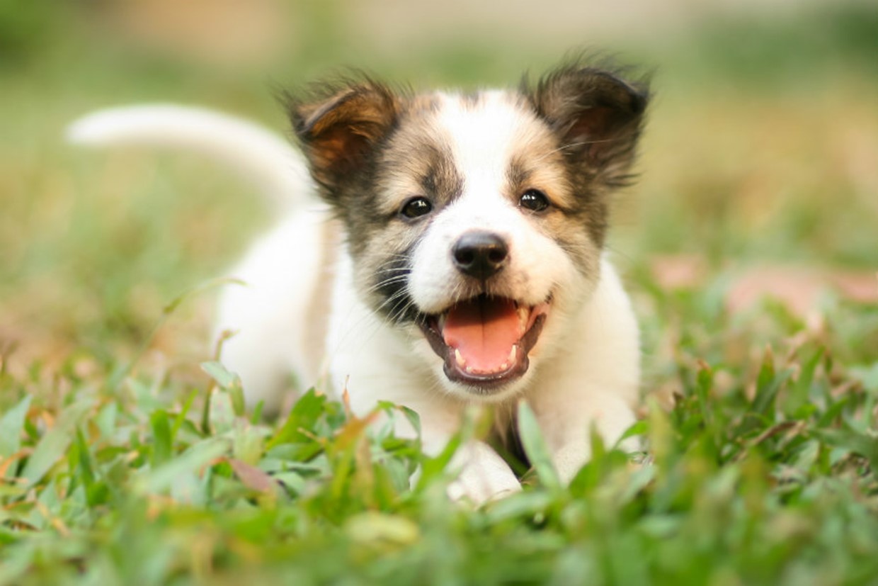 A dog entering puberty loses interest in food 