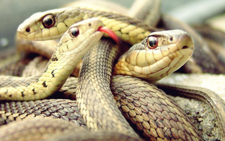 Will climate change push up snakebites?