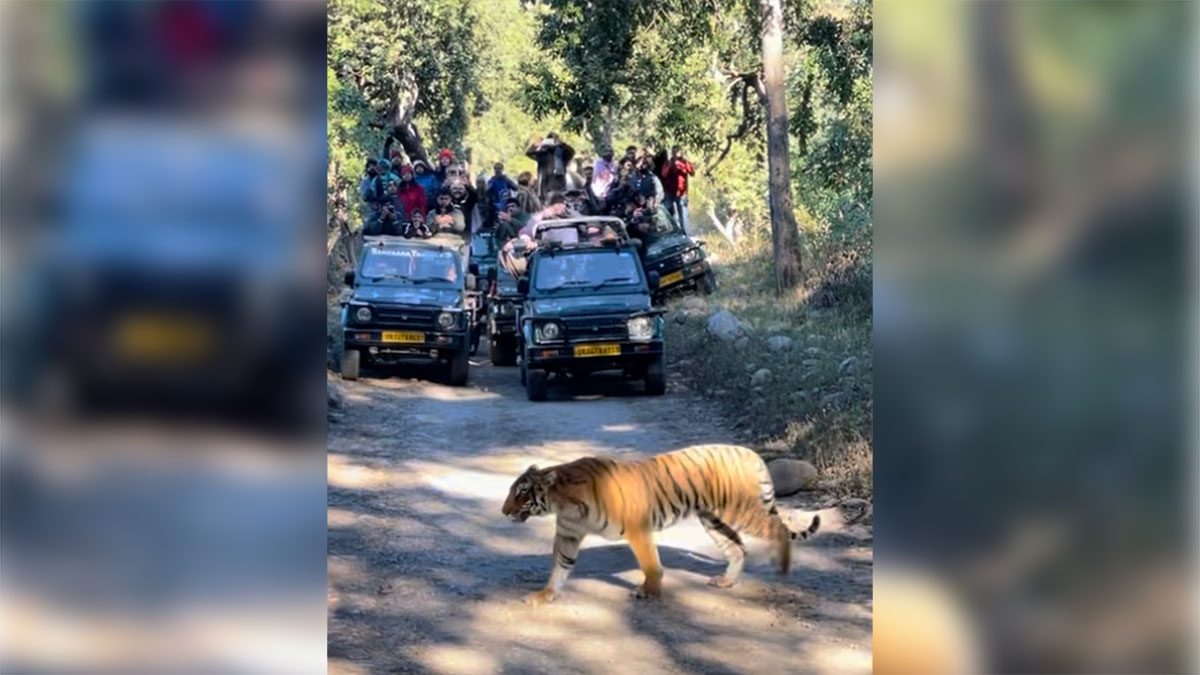 A tigress, her cubs, and a lesson in humanity