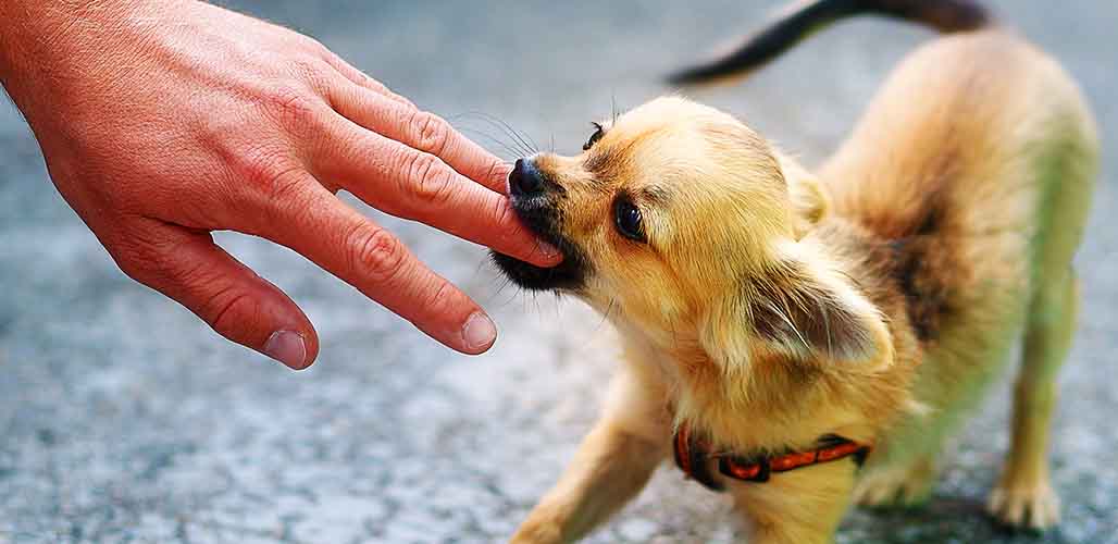 How to calm and control your biting dog