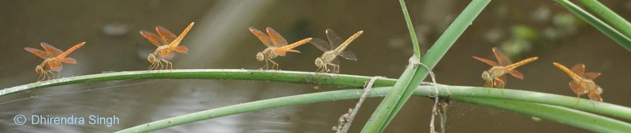 Dainty dragonflies in distress