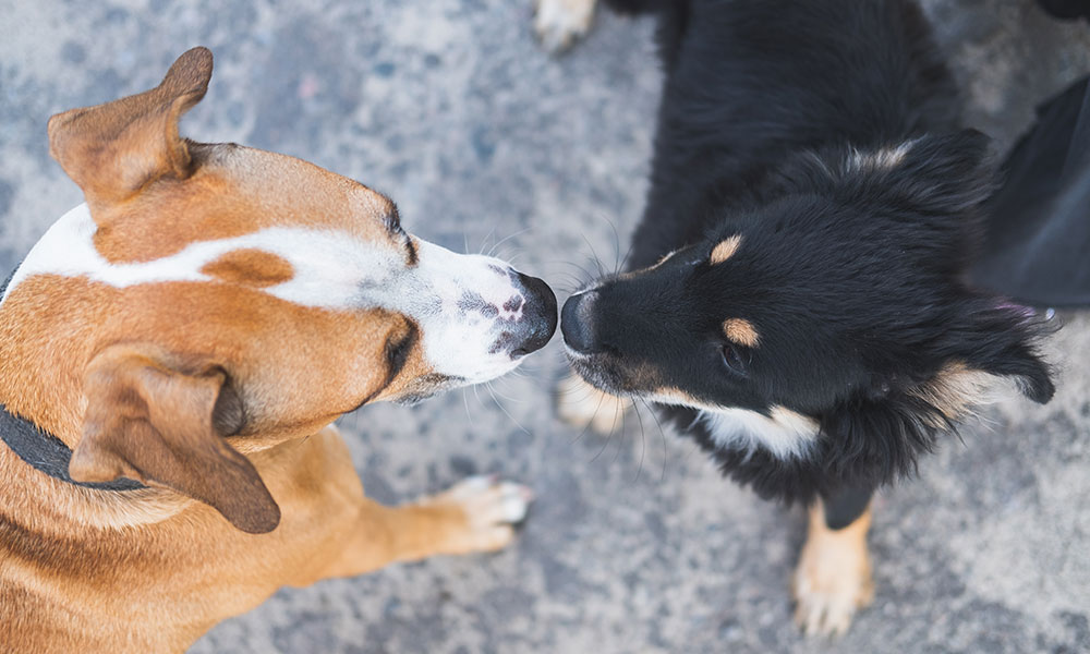 Fever or heat cycle may cause loss of appetite in pets