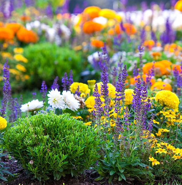 Are there any bad plants that adversely affect health?  