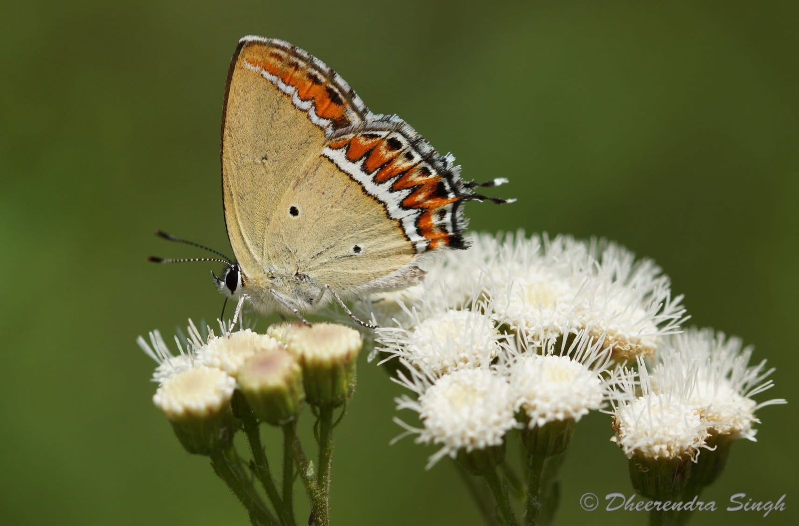 Need to check rampant urban spread to protect nature’s confetti 