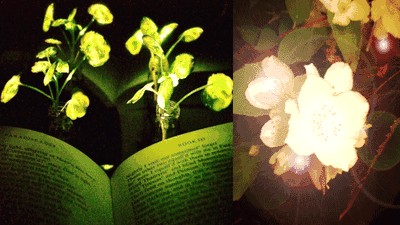 जल्द सड़कों पर नजर आ सकते हैं रात में बल्ब की तरह चमकने वाले पेड़-पौधे