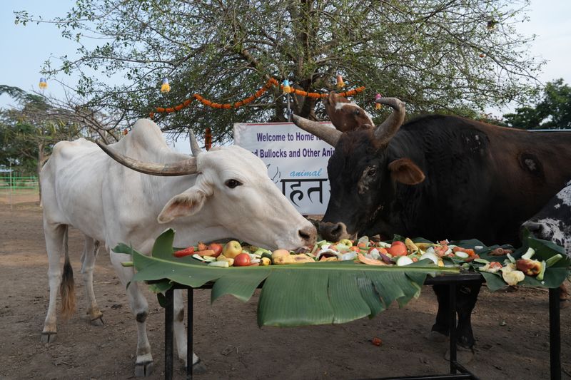 Rescued animals celebrate Diwali at Animal Rahat sanctuaries