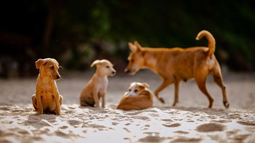 SC orders removal of street dogs from schools, hospitals & other public institutions