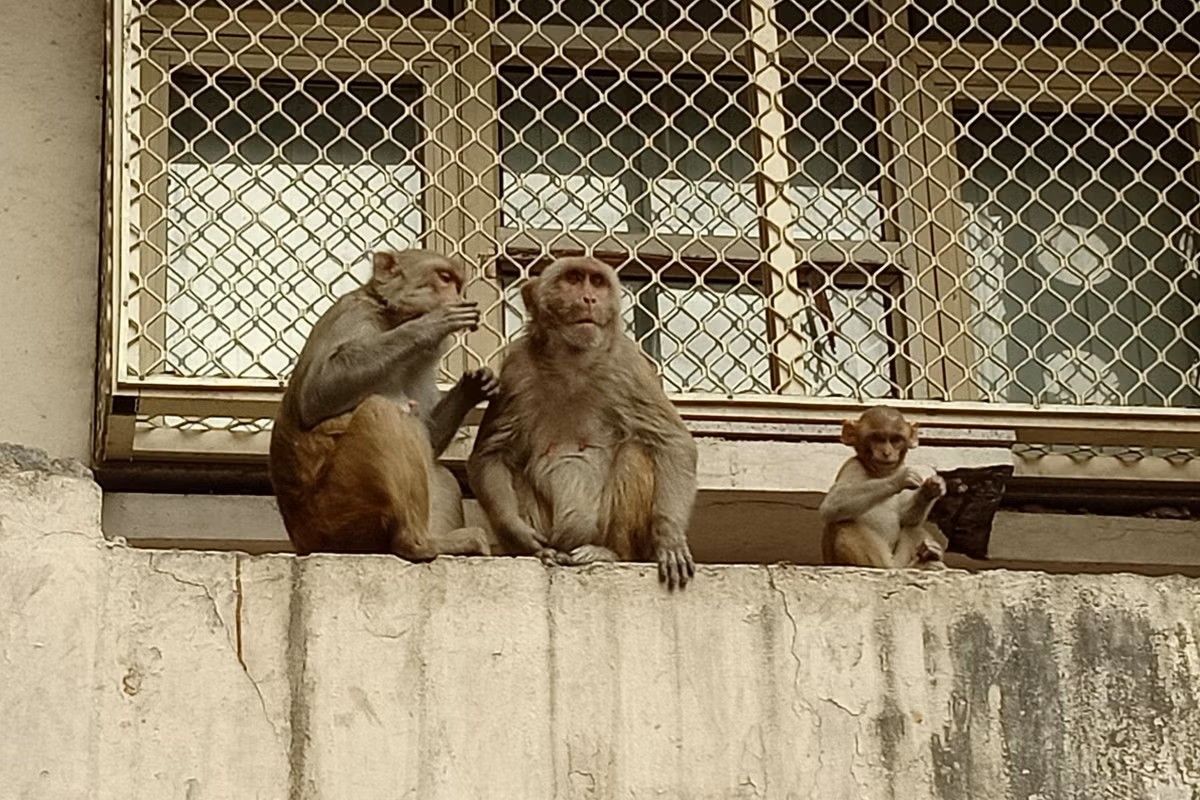 A combination of long-term & immediate mitigation strategies is needed