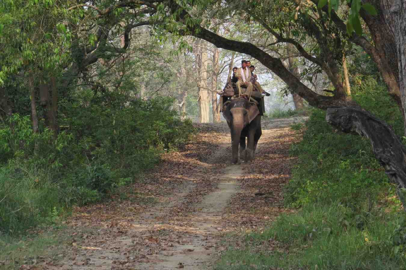 Are elephant safaris ethical?