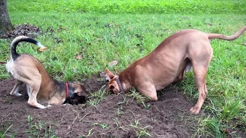 Hunting instincts & your pooch 