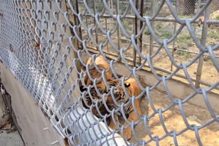 जंगल में माँ से बिछड़े दो बाघ आखिर कैसे बन गए जय-वीरू