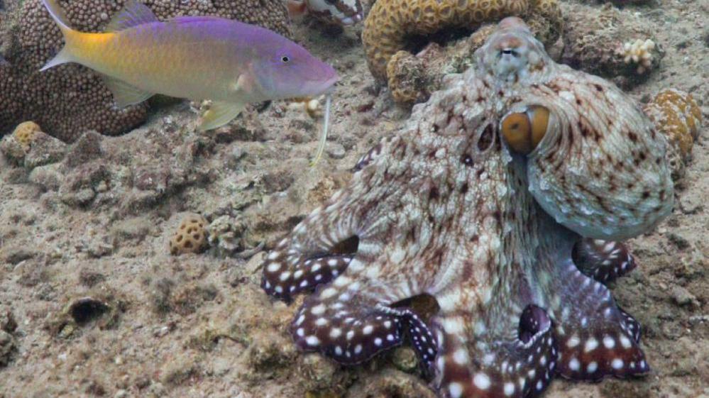 ऑक्टोपस अनुशासन बनाए रखने के लिये मछलियों को मुक्का मारते हैं