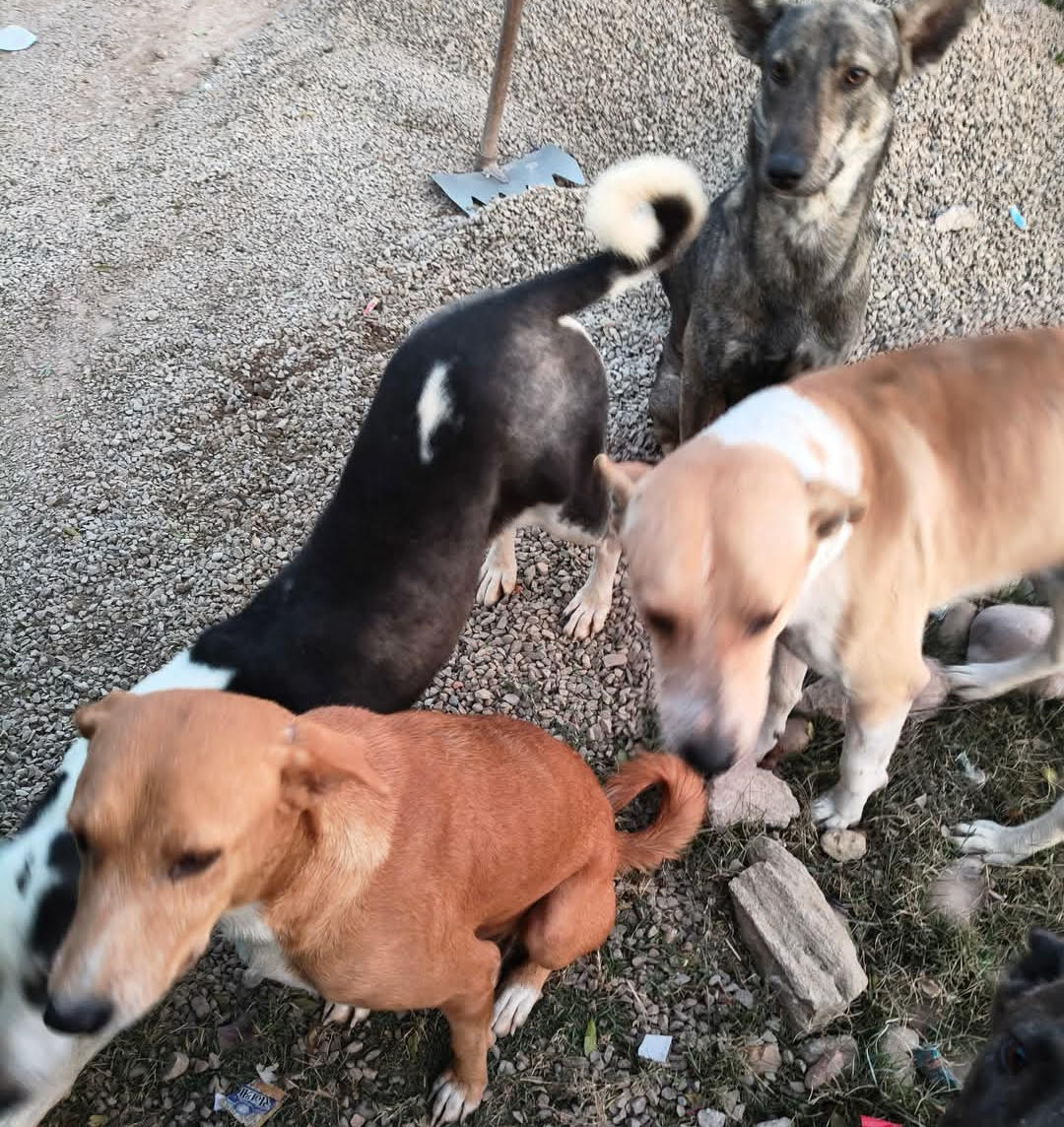 Streeties seen as watchdogs, not nuisance, find surveys