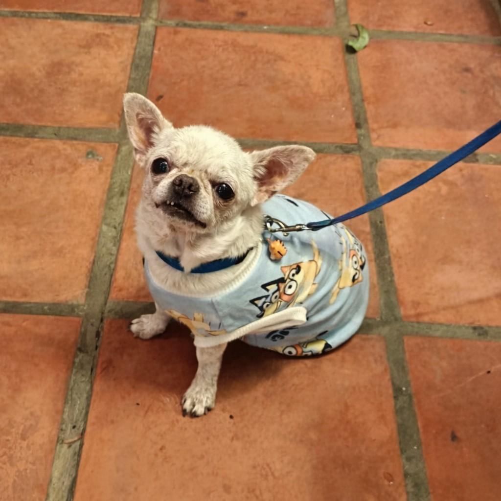 How do I care for my geriatric dog?