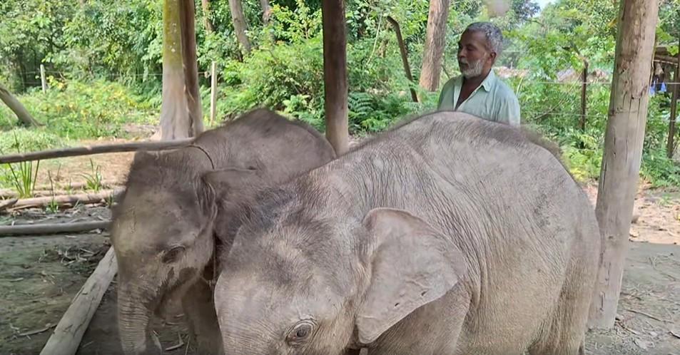 आखिर क्यों बिछड़ रहे हैं हाथी के बच्चेः राजा और रुस्तम की कहानी