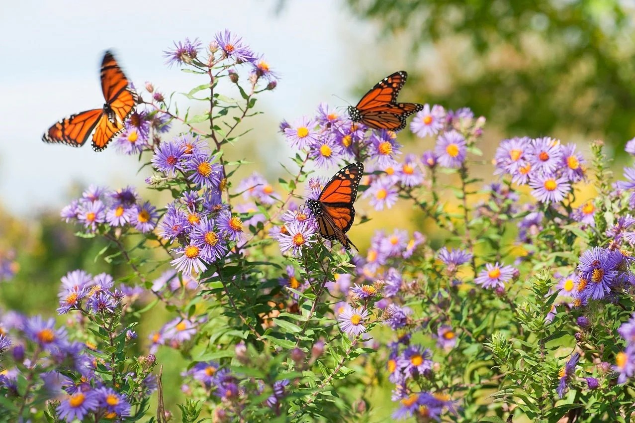 Some ways to keep butterflies & caterpillars safely at home 