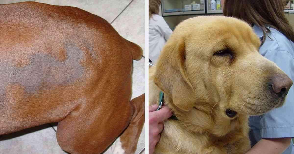 Bloating in a pet not normal