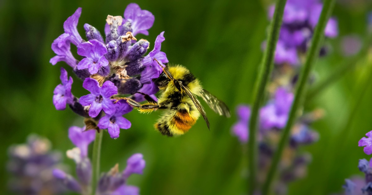 मधुमक्खियाँ हैं पारिस्थितिक संतुलन के लिए महत्वपूर्ण 