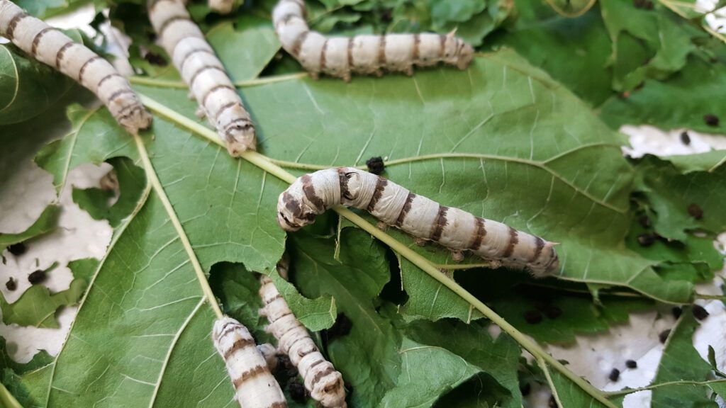 छोटे से रेशम की कीमत हजारों सिल्कवर्म की जान