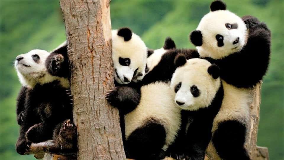 World Wildlife Day: Celebrating biodiversity